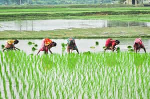 কৃষকবন্ধু