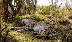 Leopard