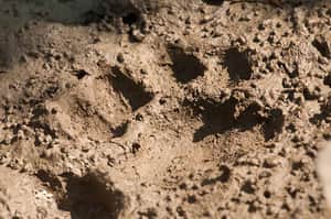 Tiger foot pug prints