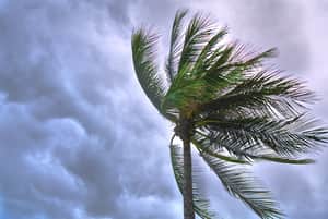 storm tree