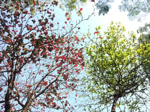Red green trees