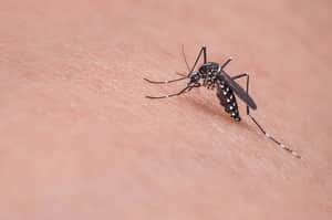 Mosquito on hand