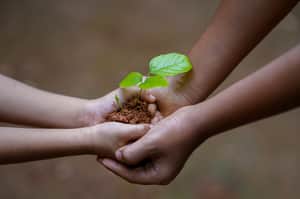 Tree saplings