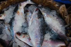 Hilsa fish