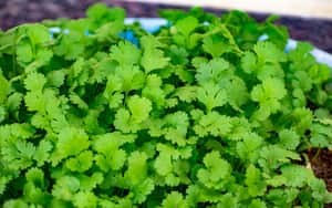 Coriander leaves