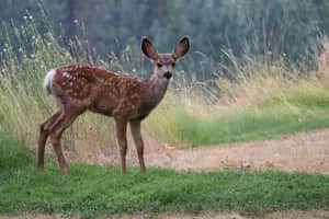 Deer