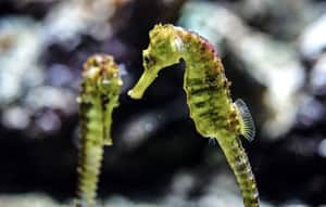 Seahorse | Bengali News