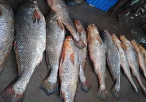 Telia bhola fish