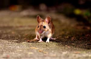 Mouse