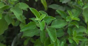 Tulsi plant