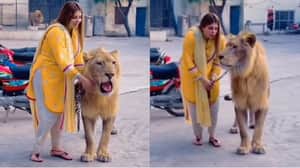 Viral lion