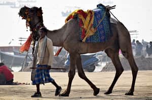 Rajasthan Camel farmer 