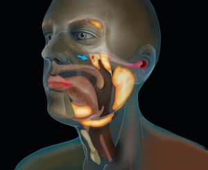salivary gland 