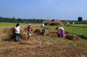 farmers paddy field 