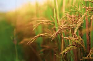 paddy field