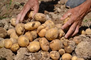 potato field hand soil