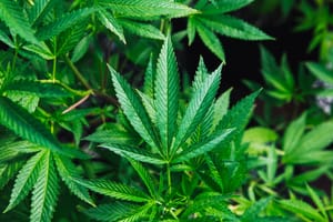 marijuana cannabis ganja plants farm