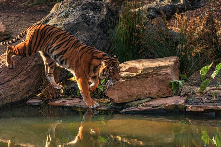 royal bengal tiger sundarban | Bengali News