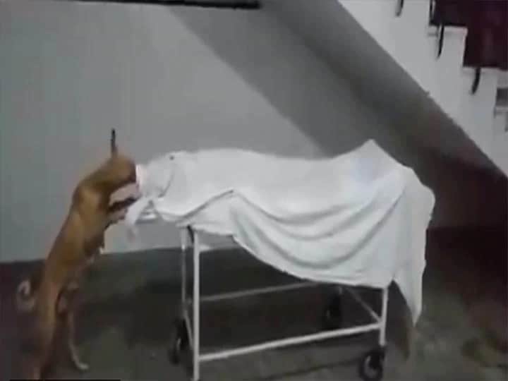 UP hospital dog Bengali News