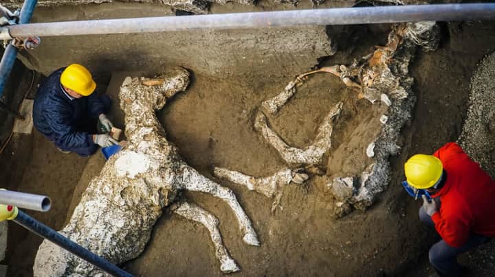 pompeii horses Bengali News