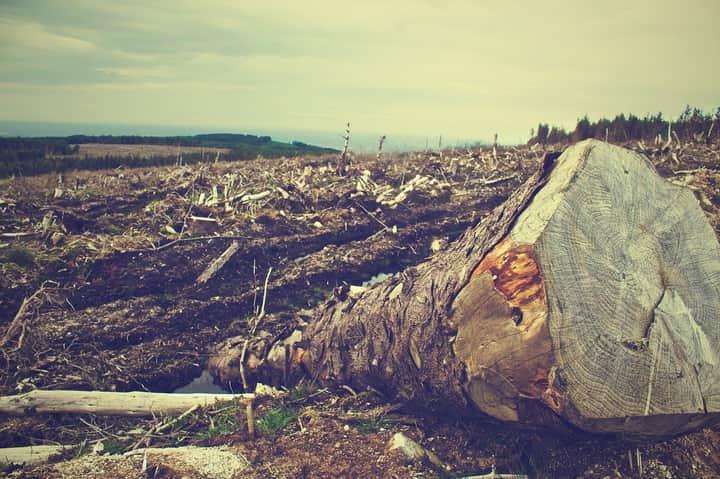 deforestation tree log wood forest Bengali News