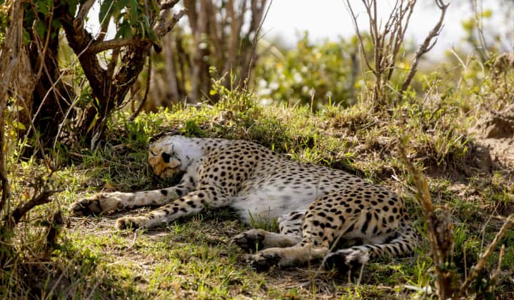 Leopard Bengali News