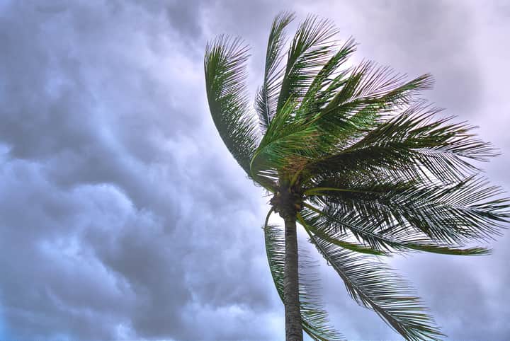 storm tree Bengali News