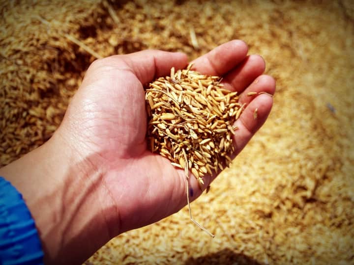 Wheat field Bengali News