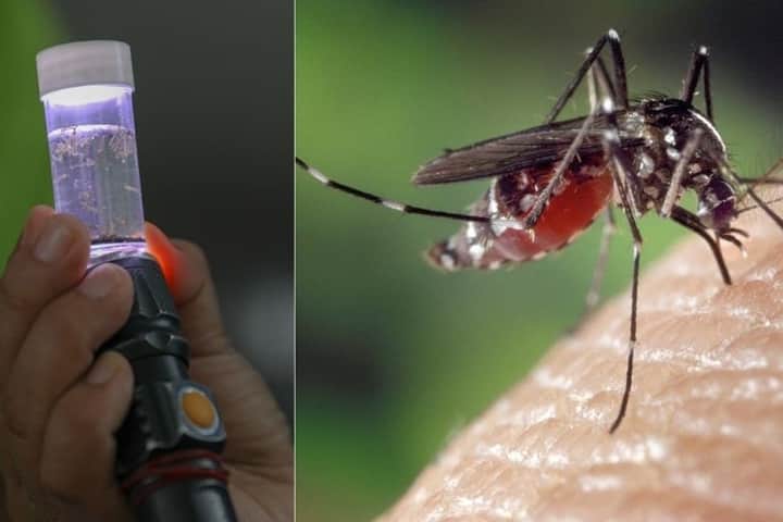 Dengue Bengali News
