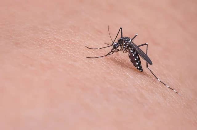 Mosquito on hand Bengali News