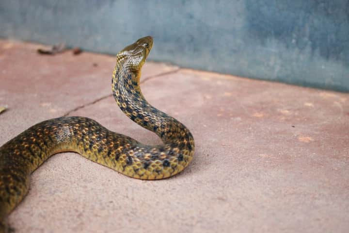 Snake Bengali News