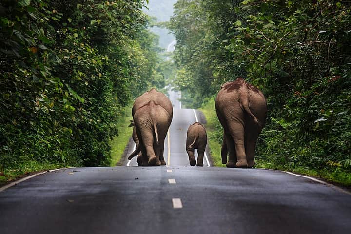 elephant Bengali News