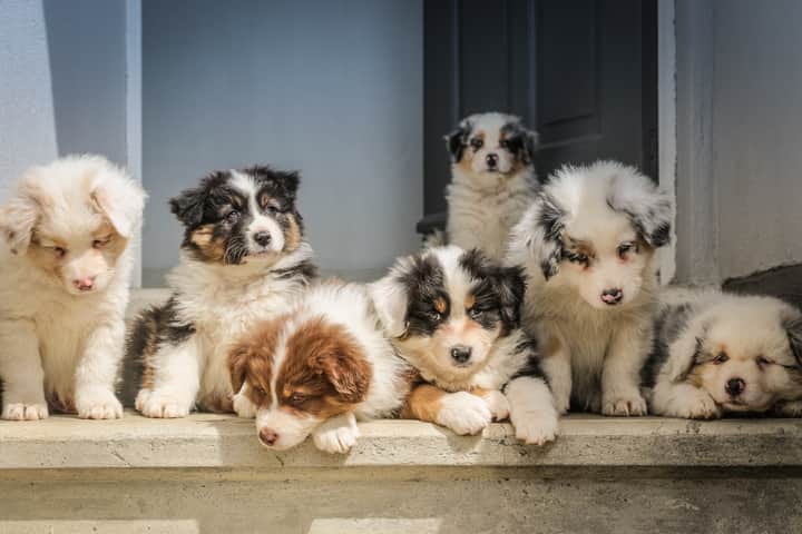 puppies Bengali News