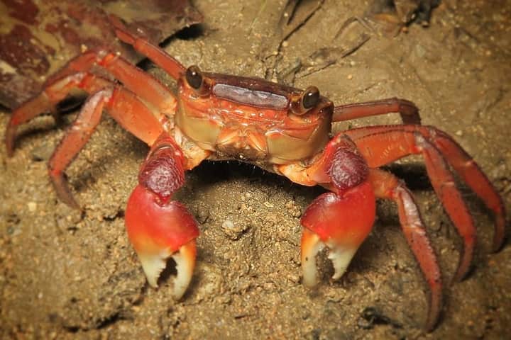 Crab Bengali News