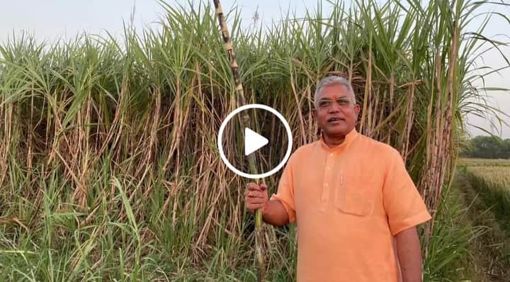 Dilip Ghosh at Sugarcane field Bengali News
