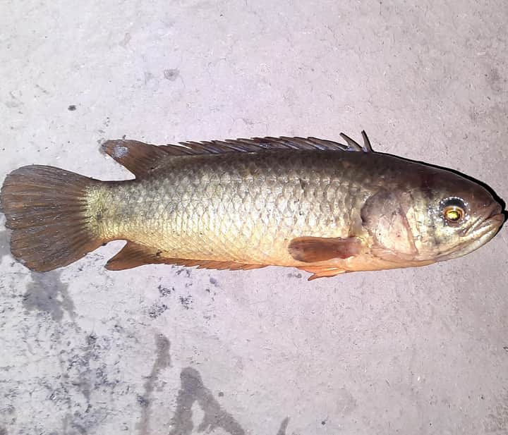 Fish anabas fish Bengali News