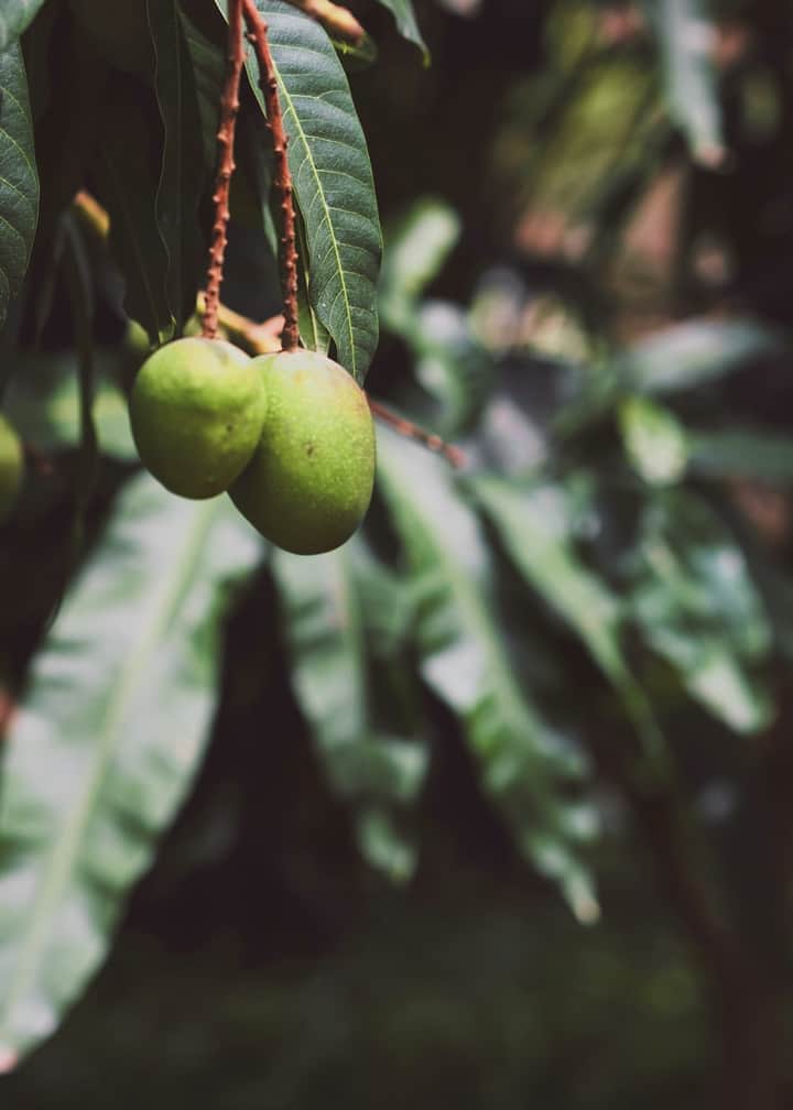 Raw mango Bengali News