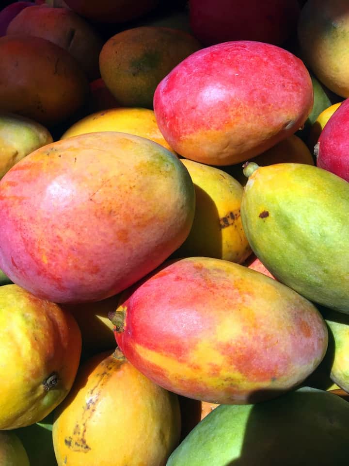 Mango red Bengali News
