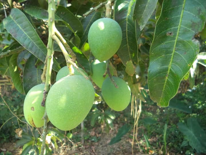 Raw mango tree Bengali News