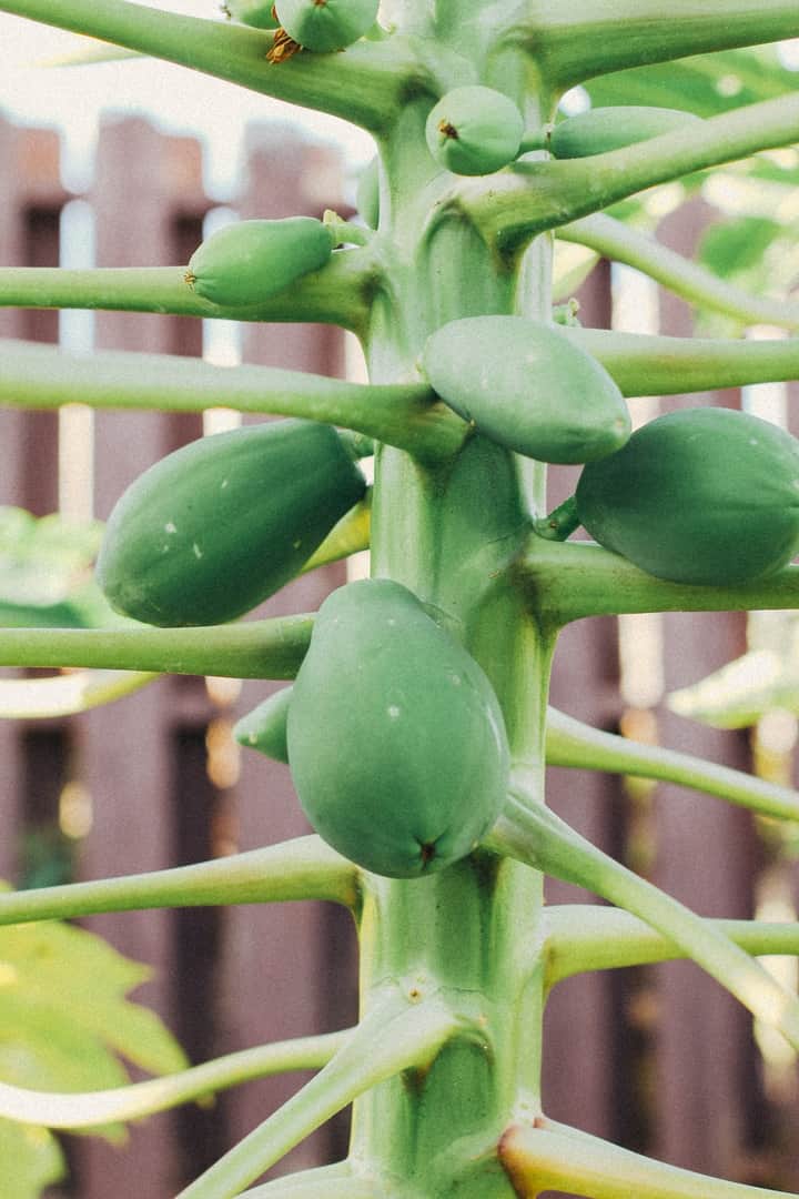 Papaya raw Bengali News