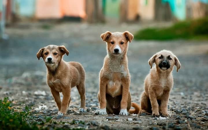 Street dog 2 Bengali News