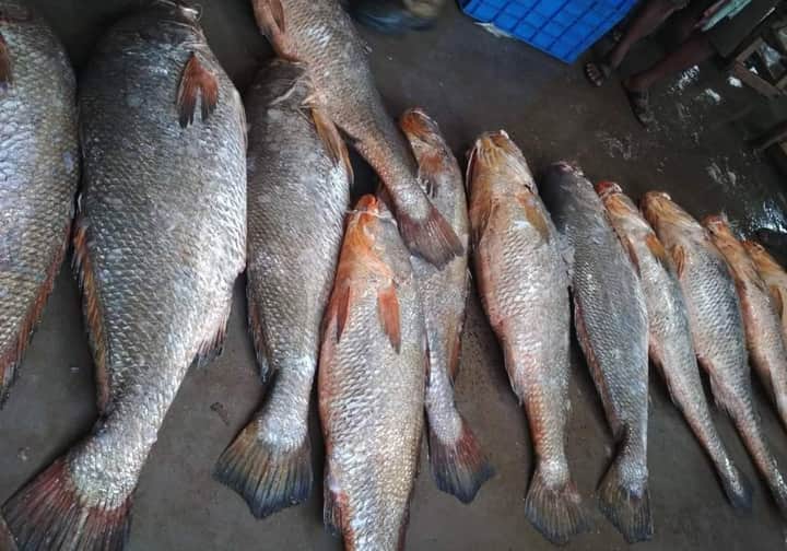 Telia bhola fish Bengali News