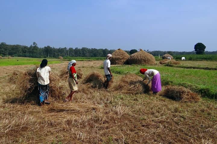 farmers paddy field | Bengali News