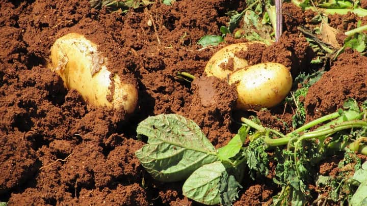 potato field soil Bengali News