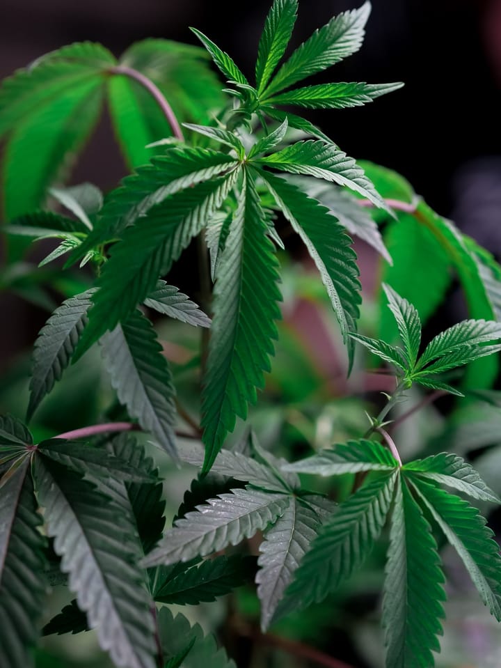 marijuana and sexuality research Bengali News